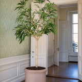Ficus Alii Baum Kunstpflanze XL 230cm - Finestgreen