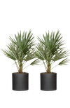 2x Chamaerops Humilis - Zwergpalme Ø:15 H:50 cm