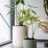 Arcus Ionic - Salbeigrün Finestgreen