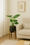 Alocasia Cucullata Ø:19 H:70 cm