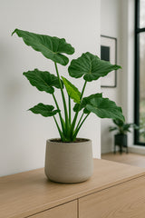 Alocasia Cucullata Ø:19 H:70 cm