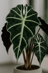 Alocasia Polly Ø:12 H:40 cm