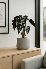 Alocasia Polly Ø:12 H:40 cm