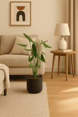 Alocasia zebrina Ø:24 H:100 cm