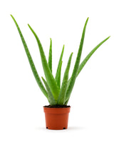 Echte Aloe (Aloe vera) im Kulturtopf Ø 12 cm, ca. 25 cm hoch – freigestellt