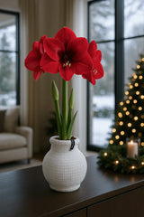 Amaryllis Zwiebel Cozy Weiß