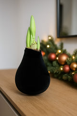 Amaryllis in Wachs – Velvet Schwarz