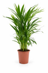 Areca Goldfruchtpalme Zimmerpflanze — tropischer Palmen-Flair für helle Wohnräume