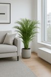Areca - Goldfruchtpalme Ø:24 H:120 cm
