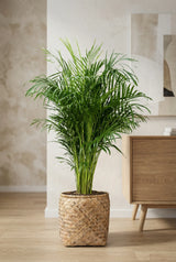Areca - Goldfruchtpalme Ø:27 H:160 cm Finestgreen