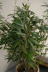 Bambus - Fargesia Rufa - Finestgreen