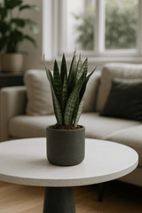 Charlie Black Washed