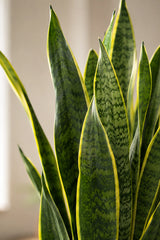 Bogenhanf - Sansevieria laurentii