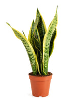Bogenhanf (Sansevieria 'Laurentii') im Kulturtopf Ø 12 cm, ca. 40 cm hoch – freigestellt