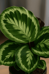 Calathea Medallion - Korbmarante Ø:14 H:40 cm Finestgreen