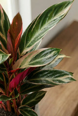 Calathea Triostar - Finestgreen