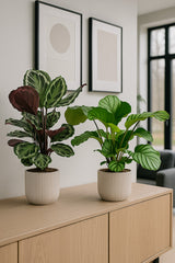 Calathea Set - Orbifolia & Medallion Finestgreen