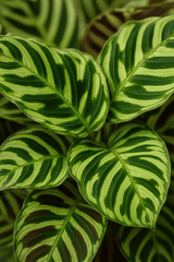 Calathea makoyana - Korbmarante Ø:17 H:65 cm