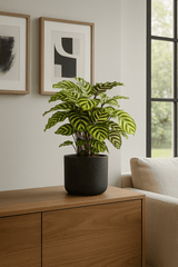 Calathea makoyana - Korbmarante Ø:17 H:65 cm