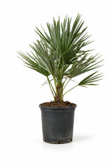 Chamaerops Humilis kaufen — winterharte Zwergpalme für Balkon und Garten, 65 cm freigestellt