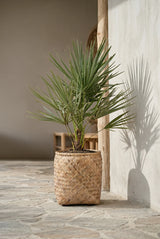 Chamaerops Humilis - Zwergpalme - Finestgreen