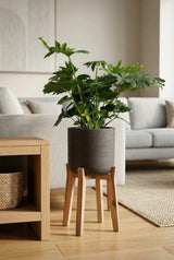 Charlie Black Washed Feet High - Finestgreen || Abgebildete Größe: XL