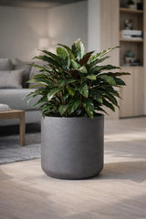 Charlie Black Washed Finestgreen || Abgebildete Größe: XL