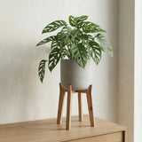 Charlie Grey Washed Feet High - Finestgreen || Abgebildete Größen: M
