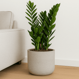 Charlie Grey Washed Pflanzkübel Grau aus Fiberclay in Beton-Optik || Abgebildete Größe: L