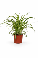Chlorophytum comosum Grünlilie — pflegeleichte Zimmerpflanze mit weißem Blattrand freigestellt