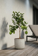 Citrus limon - Zitronenbaum - Finestgreen
