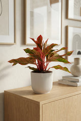 Decorum Aglaonema Crete Ø:12 H:25 cm Finestgreen