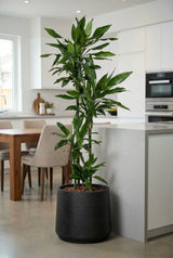 Drachenbaum - Dracaena Janet Lind - Finestgreen