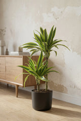 Drachenbaum - Dracaena Lemon Lime Ø:19 H:100 cm Finestgreen