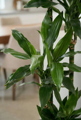 Drachenbaum - Dracaena Janet Lind - Finestgreen