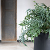 Jumbo Patt Fiberstone Schwarz Finestgreen