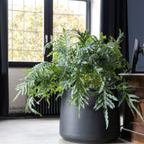 Jumbo Patt Fiberstone Schwarz Finestgreen
