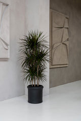 Max Classic Schwarz - Finestgreen