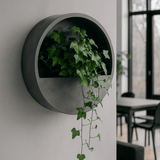 Efeu Hedera Helix Wonder 2er Set Finestgreen