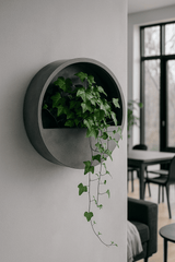 Efeu Hedera Helix Wonder 3er Set