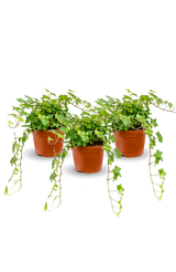 Efeu Hedera Helix Wonder 3er Set