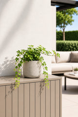 Efeu Hedera Helix Wonder