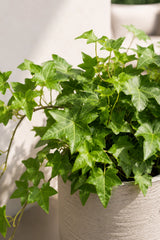 Efeu Hedera Helix Wonder