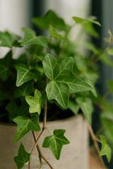 Efeu Hedera Helix Wonder Ø:13 H:20 cm