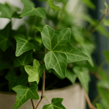 Efeu Hedera Helix Wonder 2er Set Finestgreen