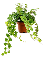 Efeu (Hedera helix 'Wonder') im Kulturtopf Ø 13 cm, ca. 20 cm hoch – freigestellt
