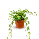 Efeu Hedera Helix Wonder small plant with vibrant green leaves in a natural setting from Flora@Home.