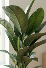 Spathiphyllum Sensation Ø:24 H:120 cm Finestgreen