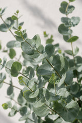 Eucalyptus Baum Gunnii