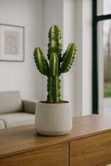 Euphorbia erytrea - Wolfsmilchkaktus Ø:19 H:70 cm Finestgreen